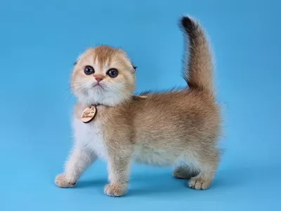 Котенок Athena (Афина)