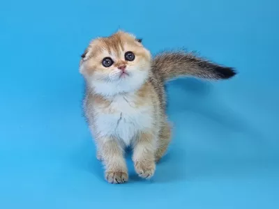 Котенок Hannie (Ханни)