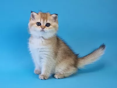Котенок Heyli (Хейли)
