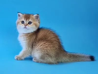 Котенок Harley (Харли)