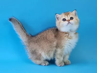 Котенок Hayden (Хейден)