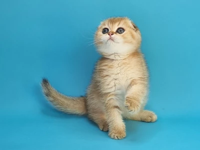 Котенок Quill (Квилл)