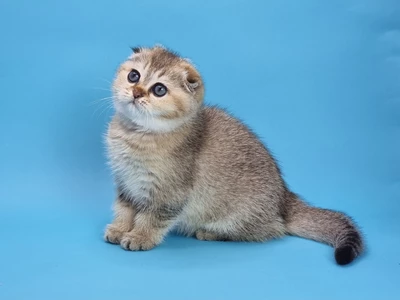 Котенок Quant (Квант)
