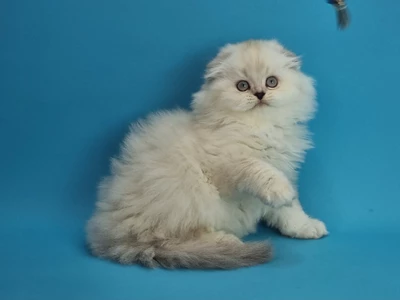 Котенок Stormy (Сторми)