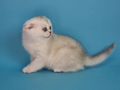 Котенок Walys (Вейлис)