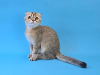 Котенок Cartier (Картье)