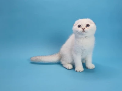 Котенок Gloriann (Глориан)