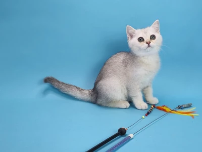 Котенок Gitty (Гитти)