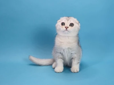 Котенок Griffin (Гриффин)