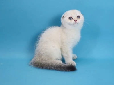 Котенок Gertie (Герти)