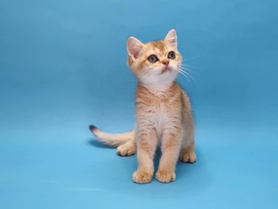 Котенок Levis (Левайс)