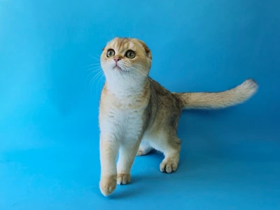 Котенок Lacoste (Лакост)