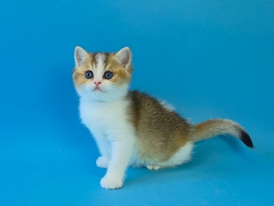 Котенок Sunny (Санни)