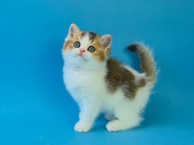 Котенок Sandy (Сэнди)