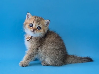 Котенок Trufel (Трюфель)