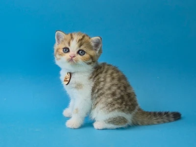 Котенок Tornado (Торнадо)