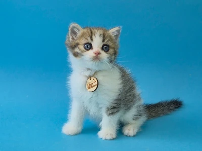 Котенок Tramontina (Трамонтина)