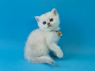 Котенок Tapioka (Тапиока)