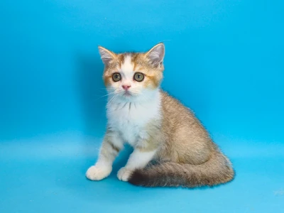 Котенок Umberto (Умберто)
