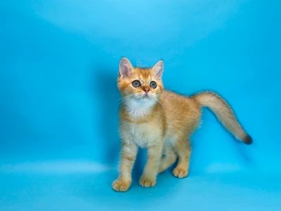 Котенок Urartu (Урарту)