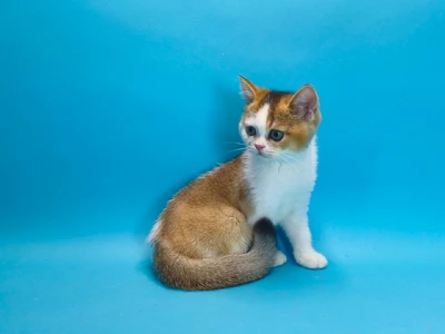 Котенок Ursula (Урсула)
