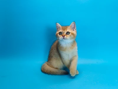 Котенок Ulrika (Ульрика)