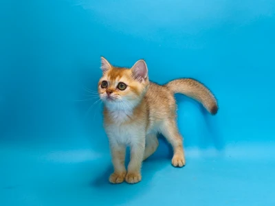 Котенок Uganda (Уганда)