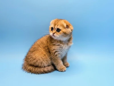 Котенок Asti (Асти)