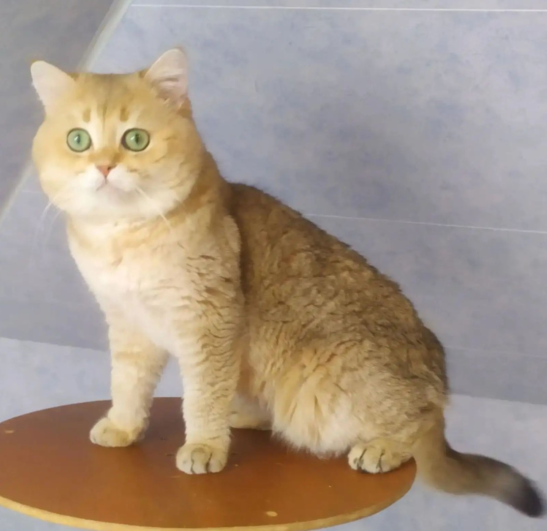 Кот Sveety Kitty Djem