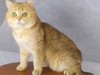 Sveety Kitty Djem