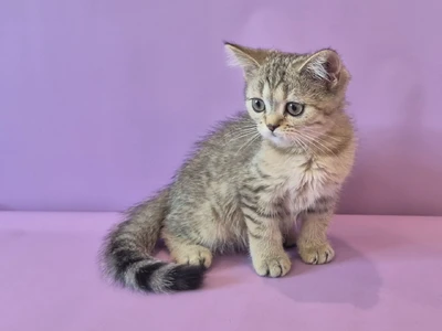 Котенок Bertran (Бертран)