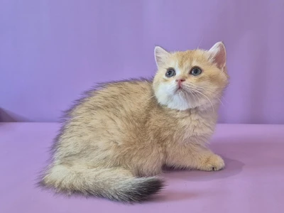 Котенок Cimone (Симона)