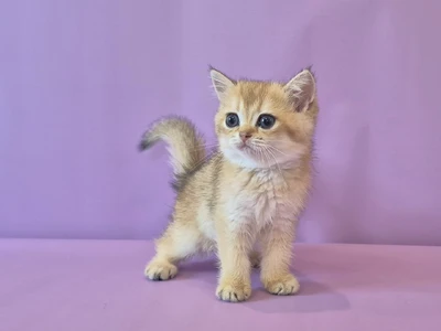 Котенок Dgenevra (Дженевра)