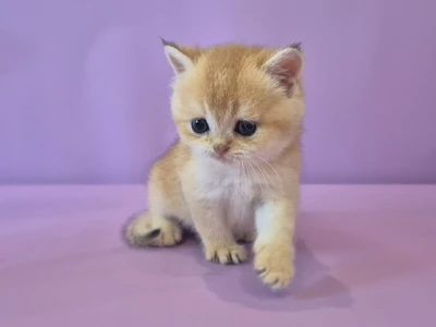 Котенок Foster (Фостер)