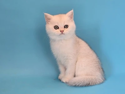 Котенок Giordano (Джордано)