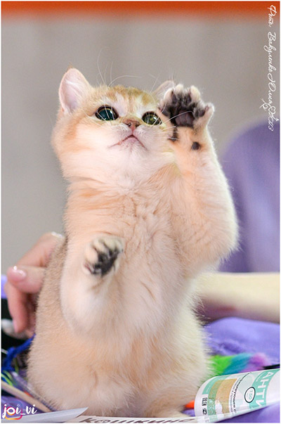 Паспорт шотландского котенка