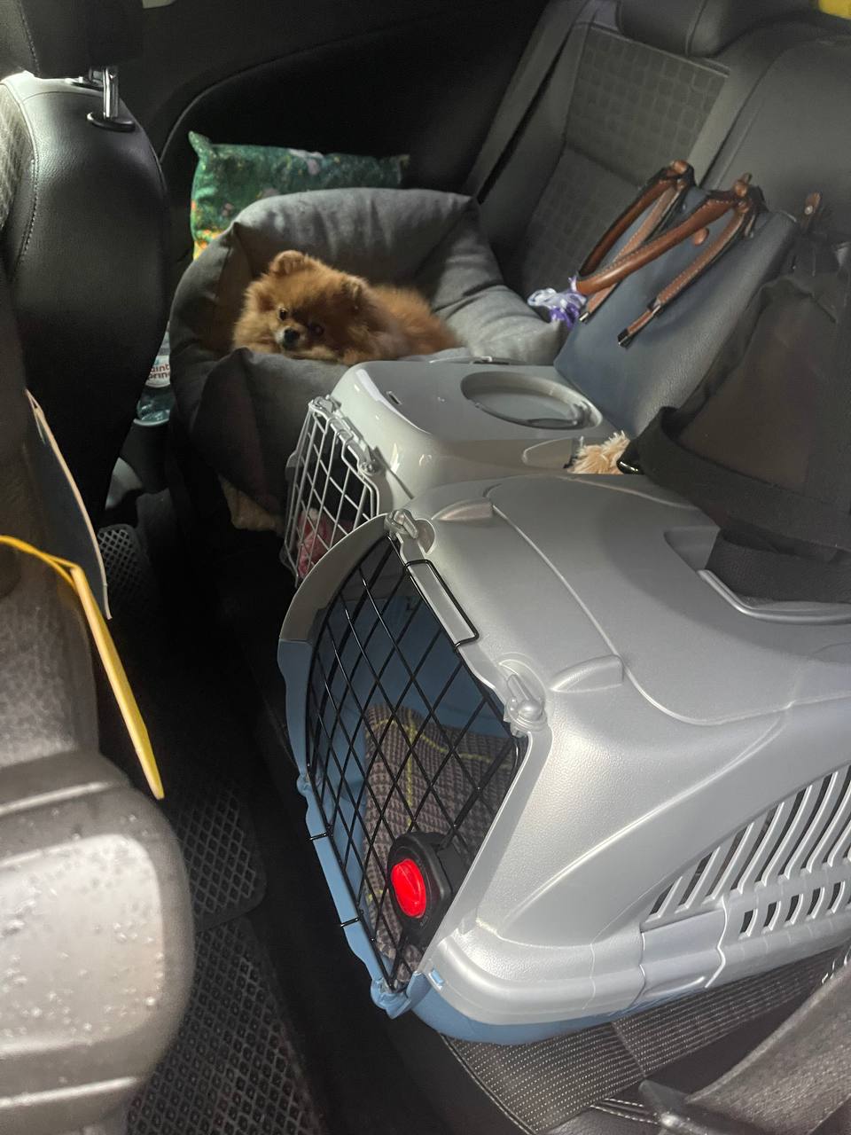 Котики в поездке