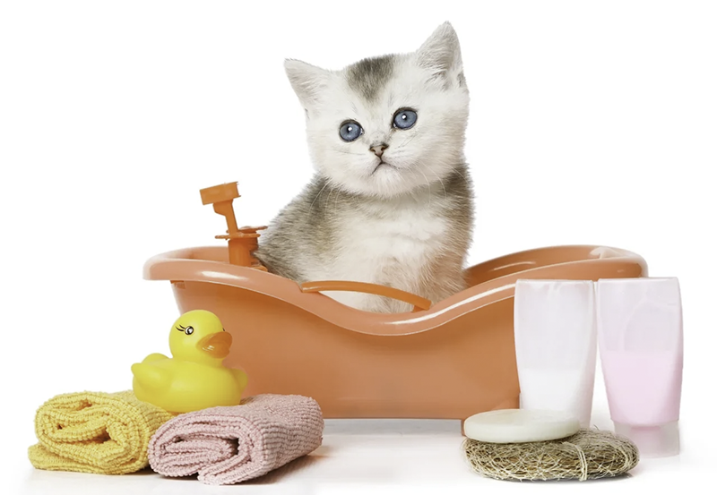Изображение - Как ухаживать за шерстью шотландской кошки?