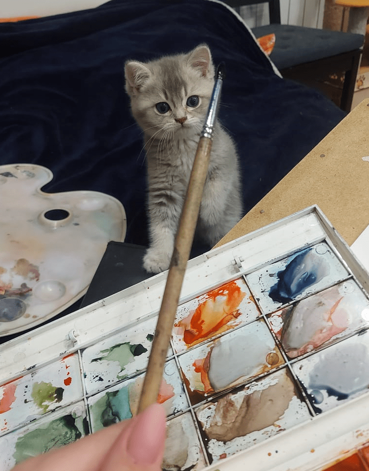Изображение - Шотландский котенок