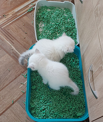 Наполнитель для лотка