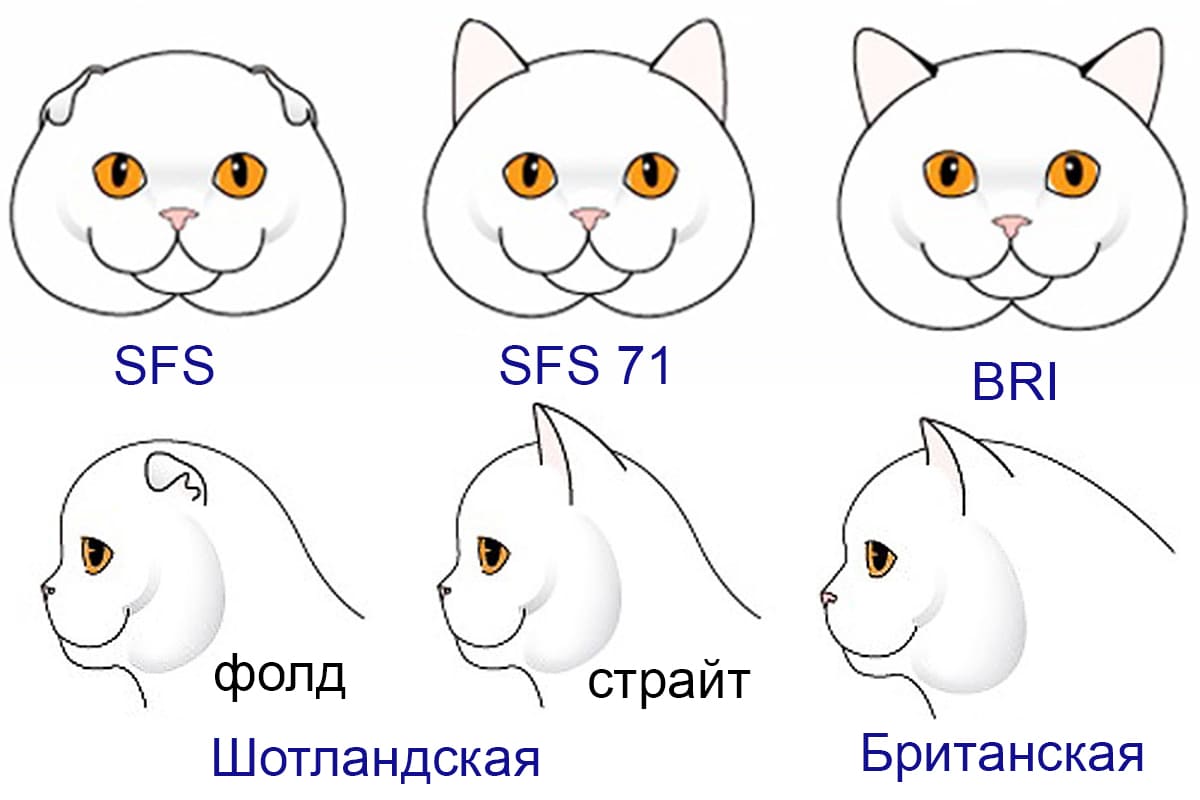 Изображение - Отличия британских котят от шотландских