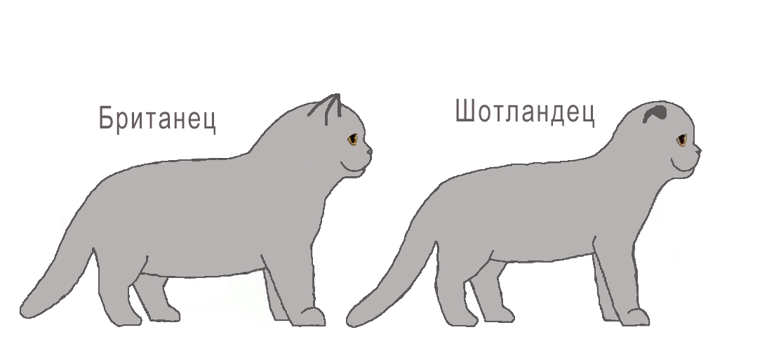 Изображение - Шотландский котенок