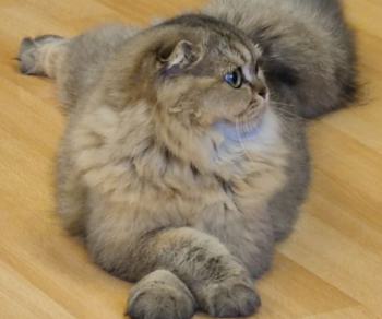 шотландские котята из питомника
