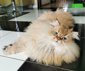 котята из питомника