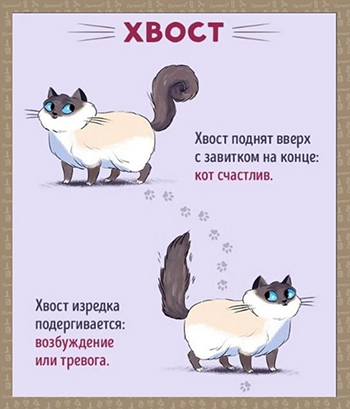 Изображение - Язык жестов у шотландких котят