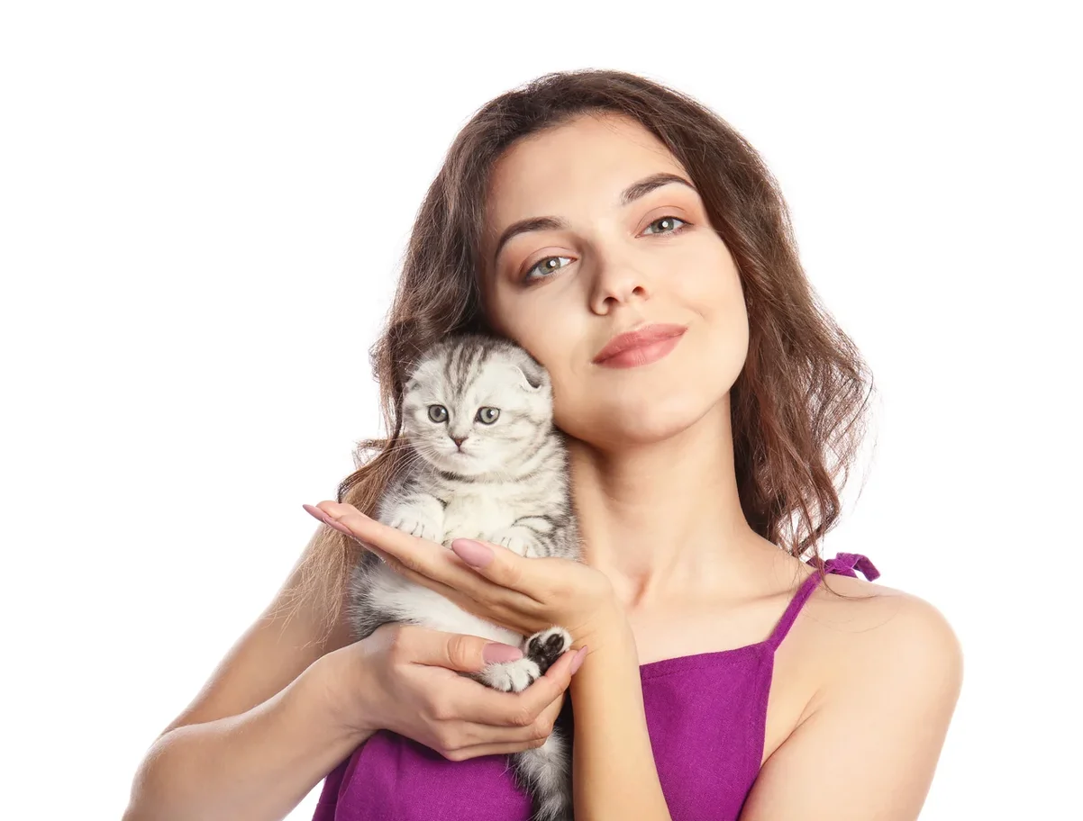 Изображение - Шотландский котенок