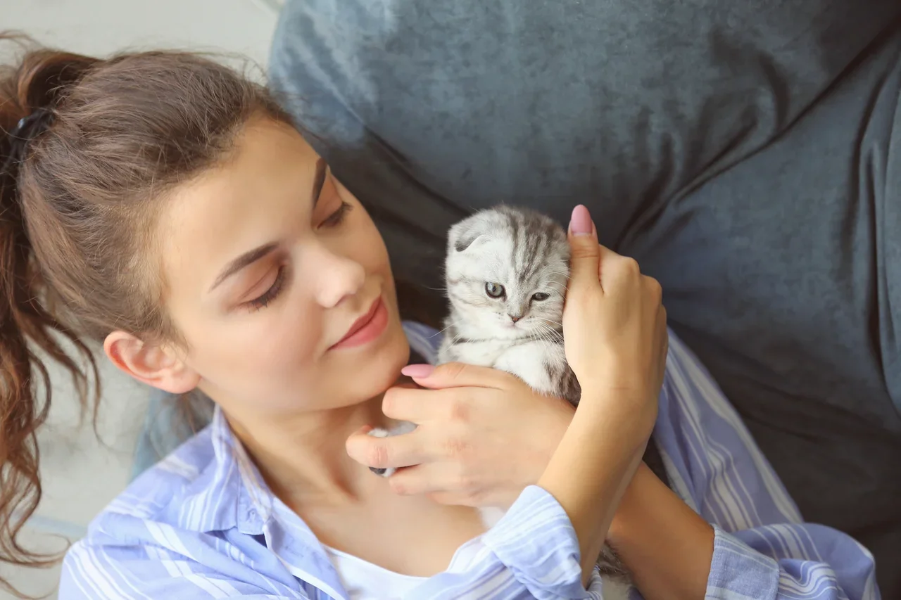Изображение - Шотландский котенок